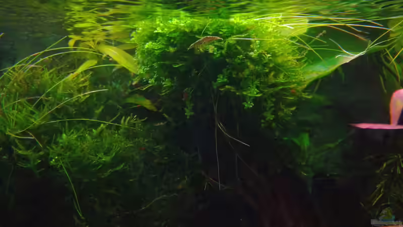 Werde bestimmt noch ein paar Töpfchen HCC auf der Wurzel aufsitzen lassen. von Lance Hardwood (23)