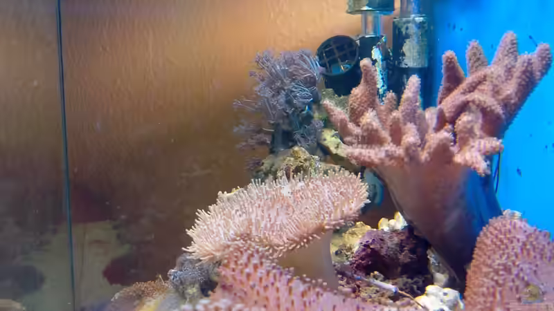 Werde vorne alles freilassen, damit die Fische mehr schwimmraum haben von Andreas Fleischer (11)