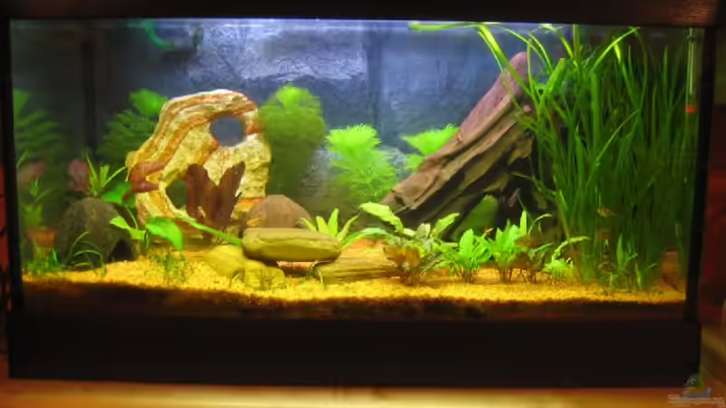 Werdegang Ende 2005 von Ralf Franke (9)