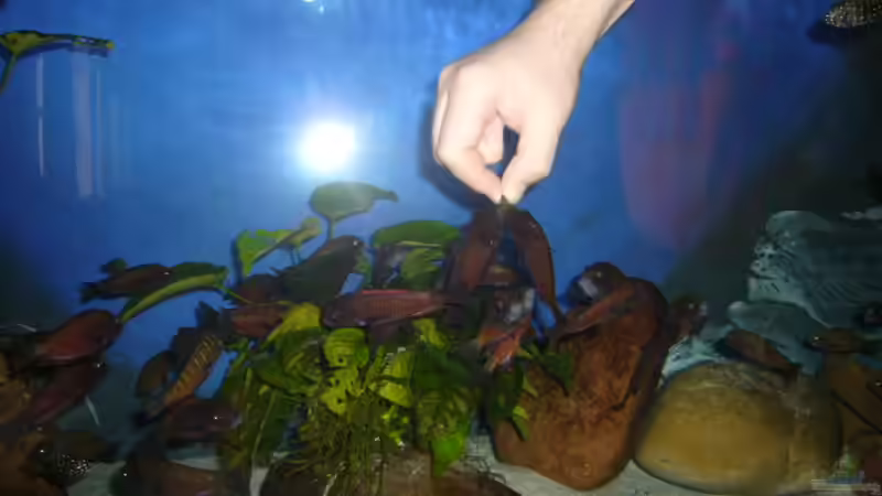 werden langsam zahm von Eva Neuhaus (13)