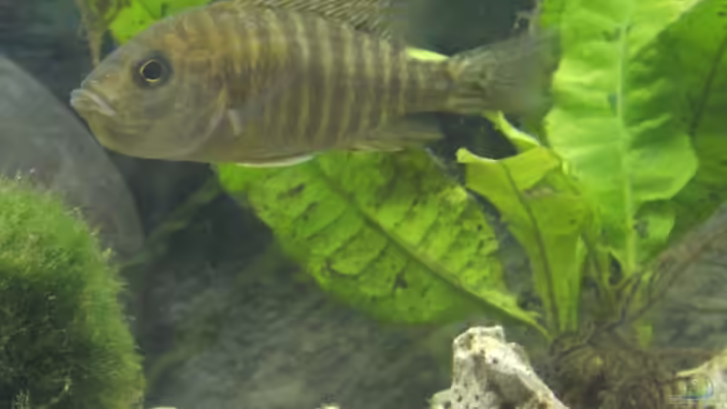 werdende Mutter von Tobias Blume (4)