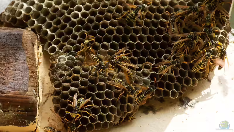 Wespennest im Garten: Was ist zu beachten?