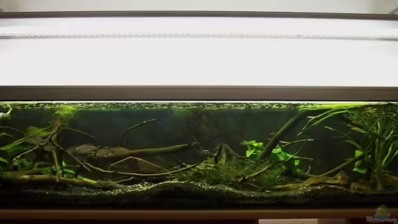 Westafrika .... nur noch als Beispiel von Eginger (1)