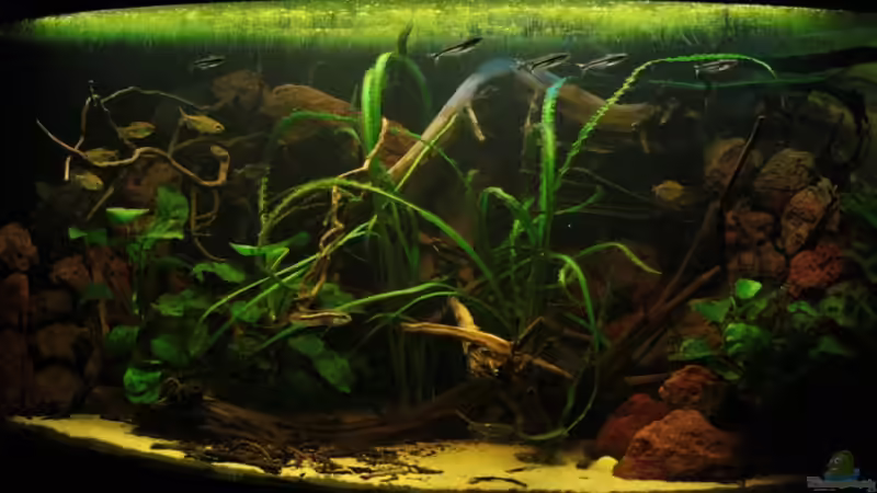 Westafrika Beckenbeispiel / Waldbach frontale Ansicht von Bämbel (4)