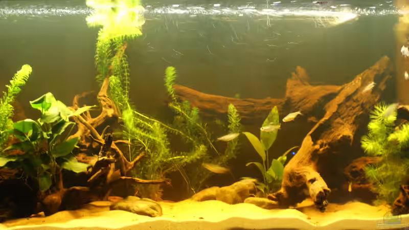 Westafrikaaquarium mit Erstbesatz von Tom (10)