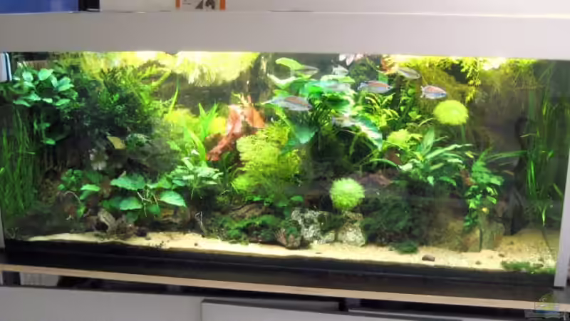 Westafrikabecken von Gerhard Farnbacher (1)