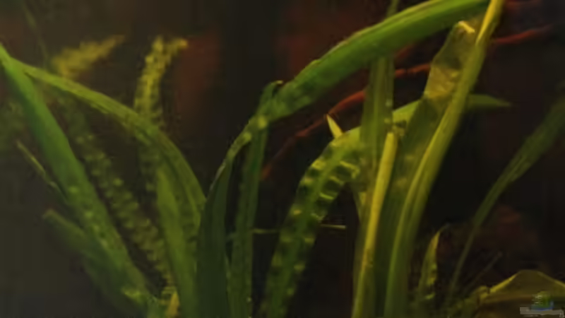 Westafrikanische Crinum natans ! von Florian Bandhauer (22)