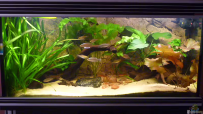 Westafrikanische Gesellschaft