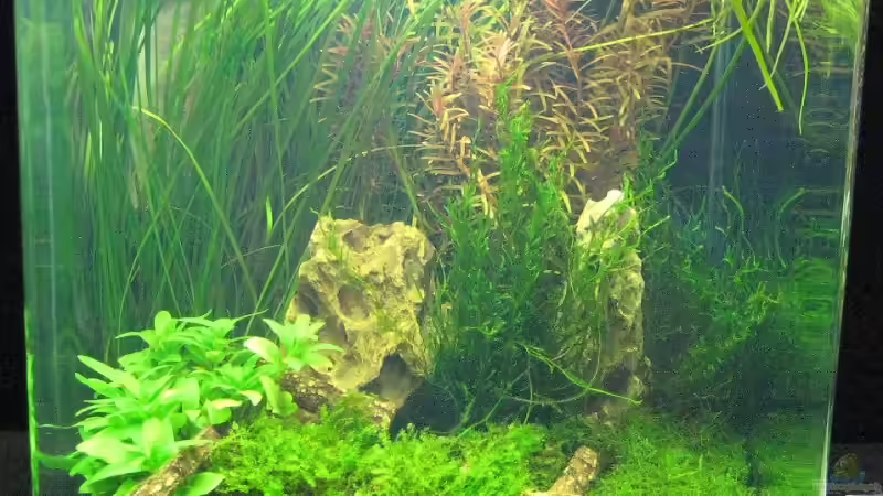 Wettbewerb bepflanzte Aquarien - Fotos Nano Teil 1