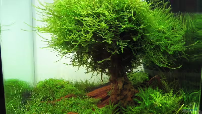 Wettbewerb bepflanzte Aquarien - Fotos Nano Teil 2