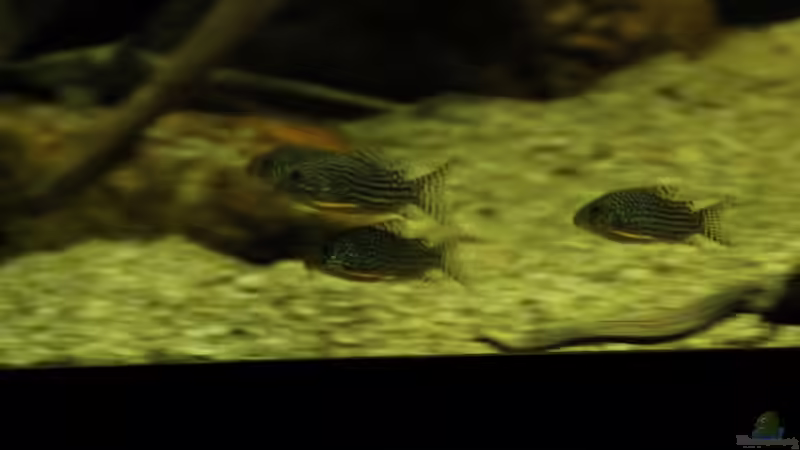 Wettrennen Sterbais von Thomas S-H (7)