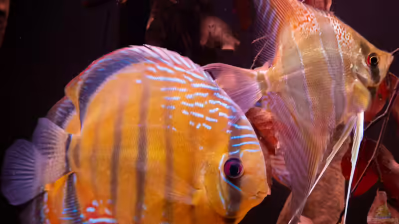 WF Diskus und Altum Inririda F1 von DiskusMummy (46)