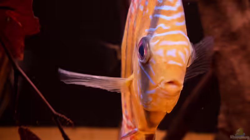 WF Diskus von DiskusMummy (50)