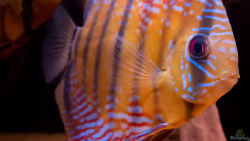 WF Diskus von DiskusMummy (52)