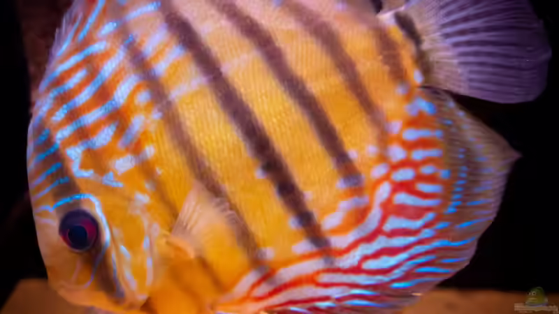 WF Diskus (w) von DiskusMummy (51)