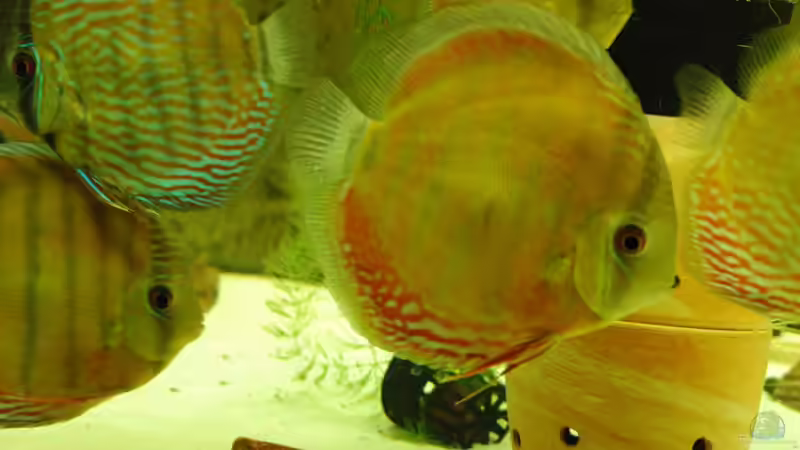 WF Paraconi, Royal Blue Diskus im Eingewöhnungsbecken von Horst Sander (8)