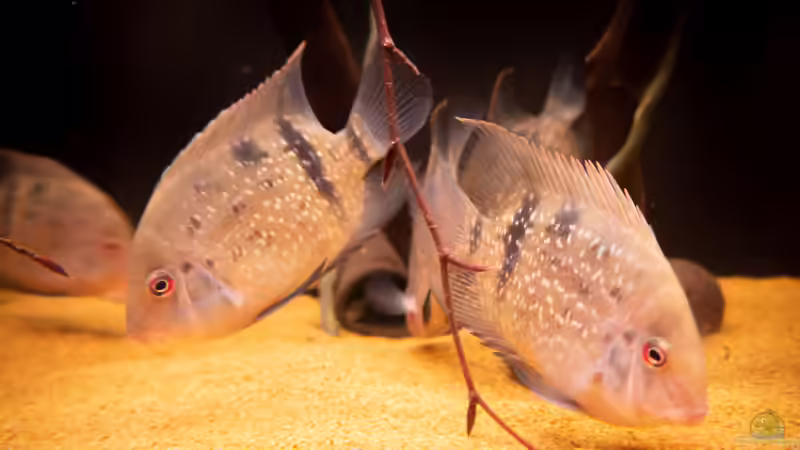 WF Uaru fernandezyepezi von DiskusMummy (85)