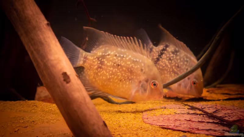 Uaru fernandezyepezi im Aquarium halten (Einrichtungsbeispiele für Orinoco-Keilfleckbuntbarsche)