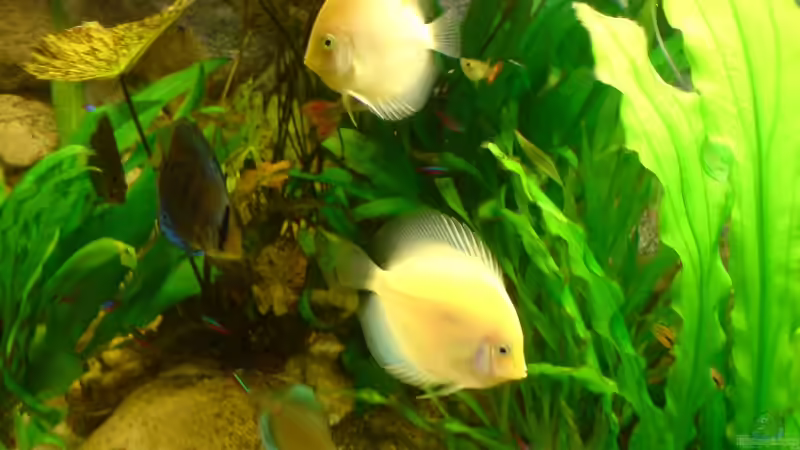 White Diamonds von GGuardiaNN (13)