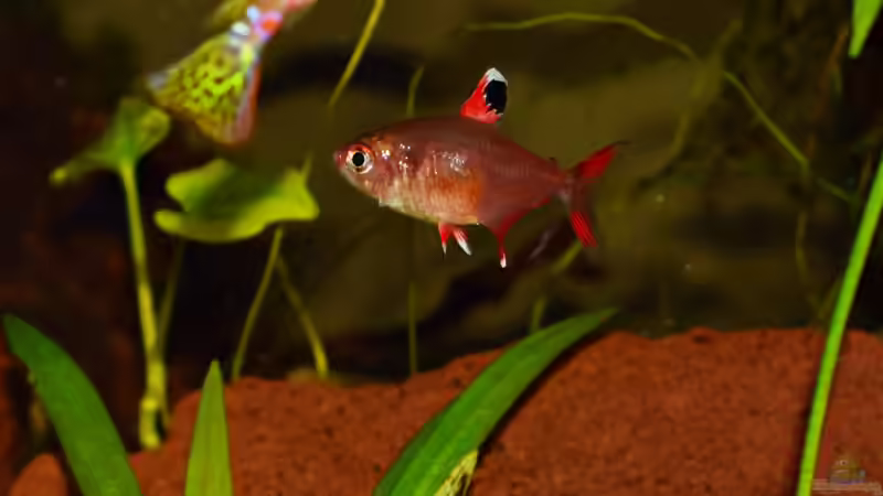 White Fin am 15.02.2020 von David Schneider Aquaristik (30)