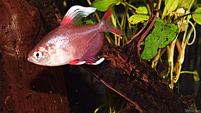White Fin Männchen am 22.12.2019 von David Schneider Aquaristik (39)