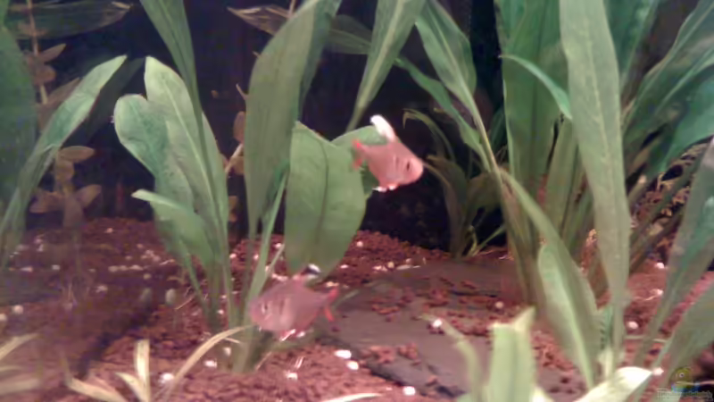 White Fin Schmucksalmler von Jürgen Müller (14)