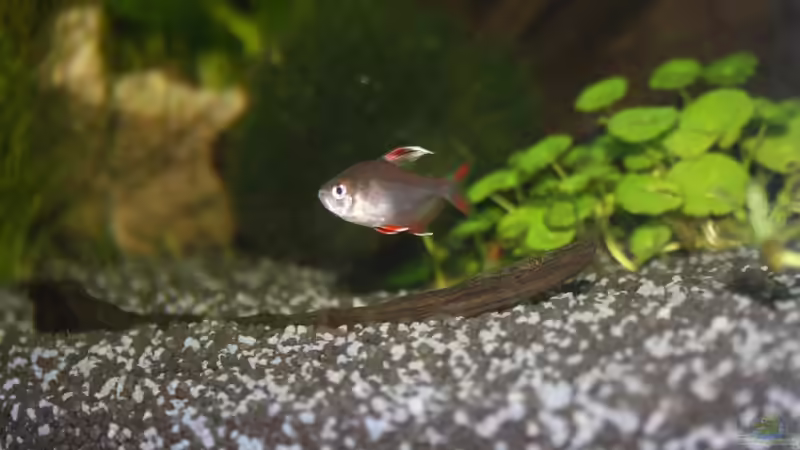 White Fin von Kasía (17)