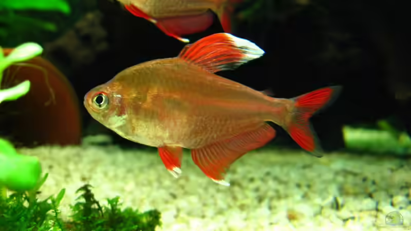 White Fin von Sarah (10)