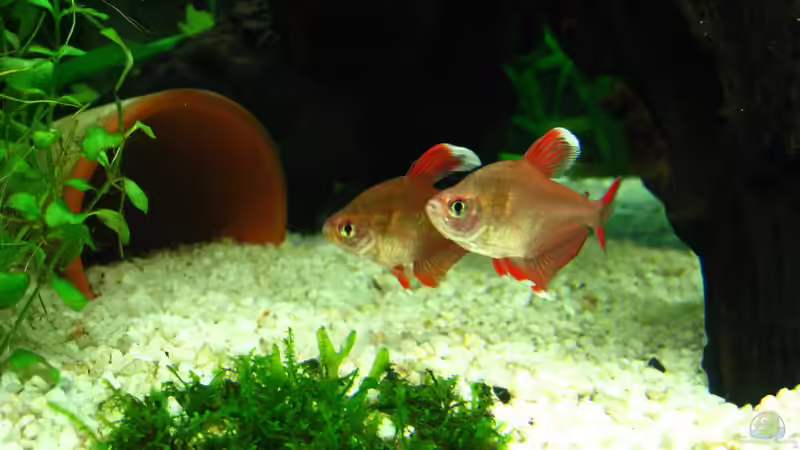 White Fin von Sarah (11)