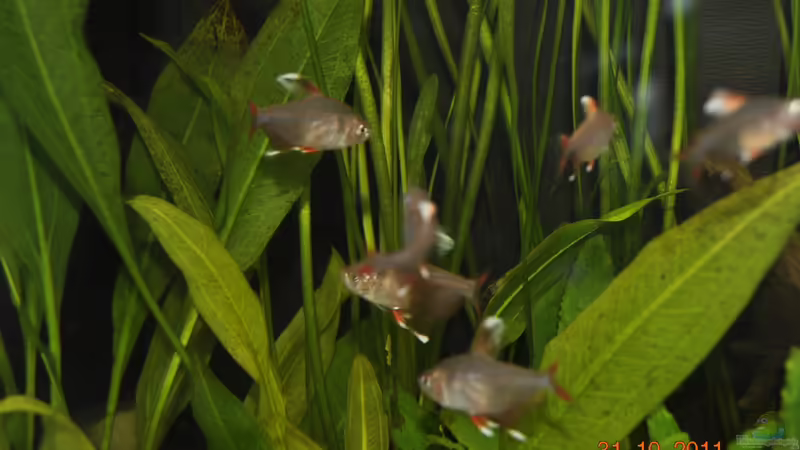 White Fins von Digrisch (14)