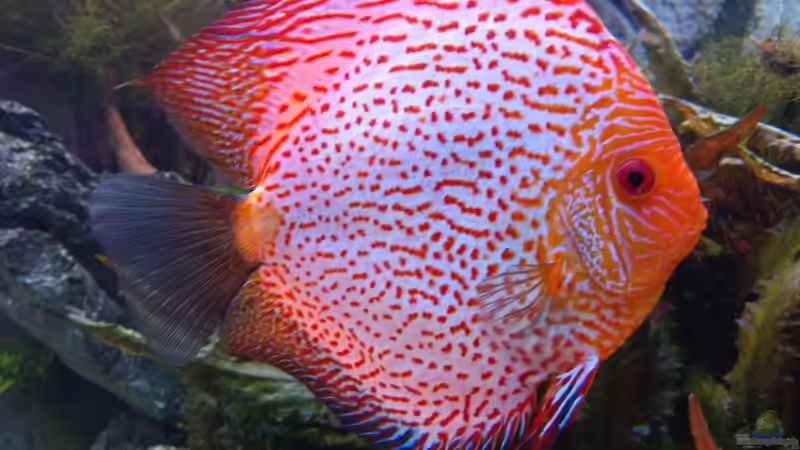 White Leopard (18,5 cm) von Vancouver2010 (134)