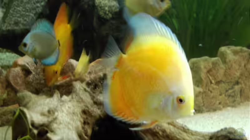 White Leopard von Don Jupp (27)