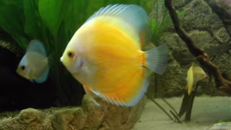 White Leopard von Don Jupp (29)