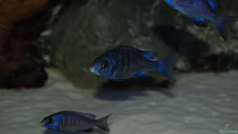 White Lips von Calimero (23)