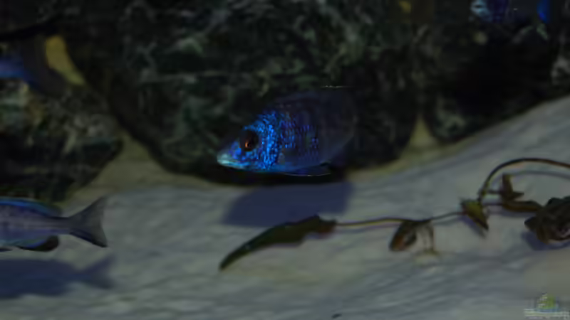 White Lips von Calimero (25)