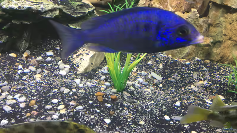 White Lips von David Malawi (29)