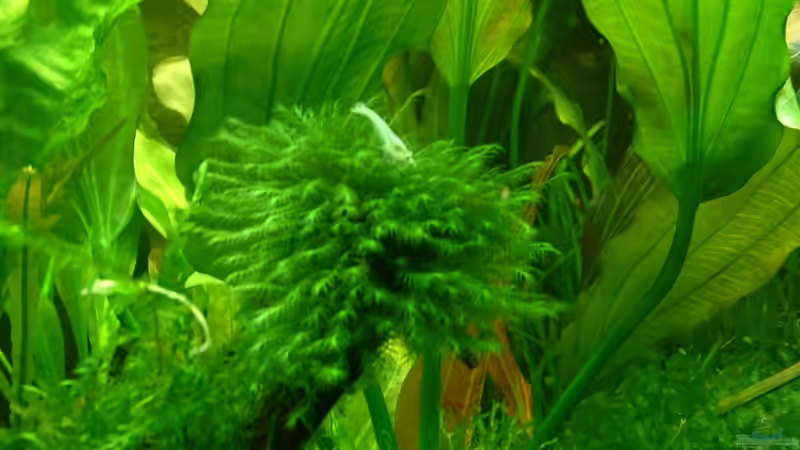 Einrichtungsbeispiele für Aquarien mit White Pearl Garnelen (Neocaridina cf. Zhangjiajiensis var. white)