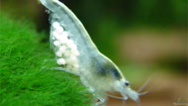 Einrichtungsbeispiele für Aquarien mit White Pearl Garnelen (Neocaridina cf. Zhangjiajiensis var. white)