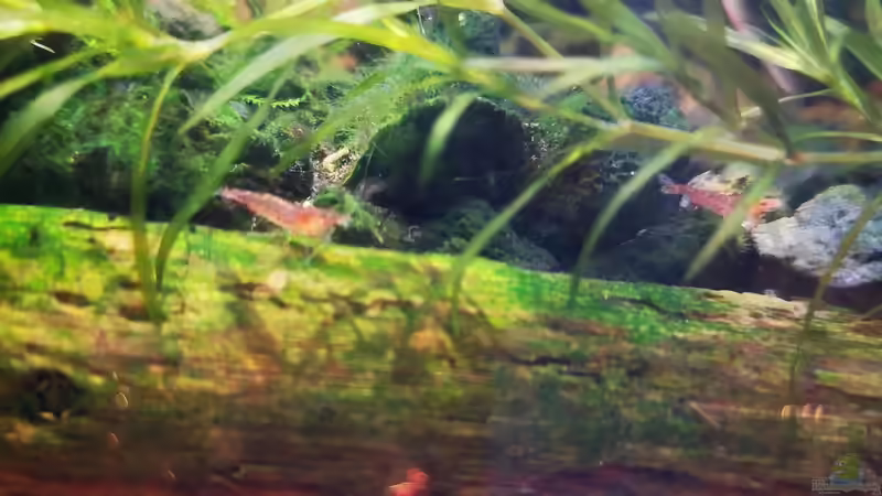 Einrichtungsbeispiele für Aquarien mit White Pearl Garnelen (Neocaridina cf. Zhangjiajiensis var. white)