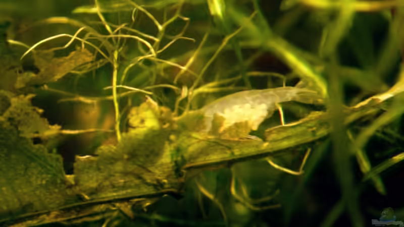 White Pearl mit Eierbauch I von Yusui (8)