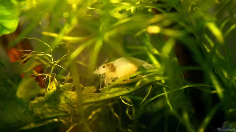 White Pearl mit Eierbauch II von Yusui (9)