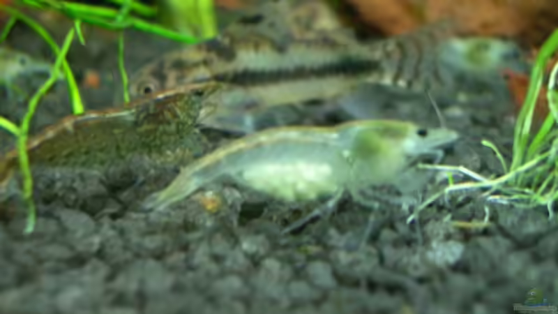 White Pearl mit Eiern von Harry Otterbach (7)