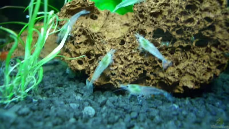 White Pearl Nachwuchs von Harry Otterbach (9)