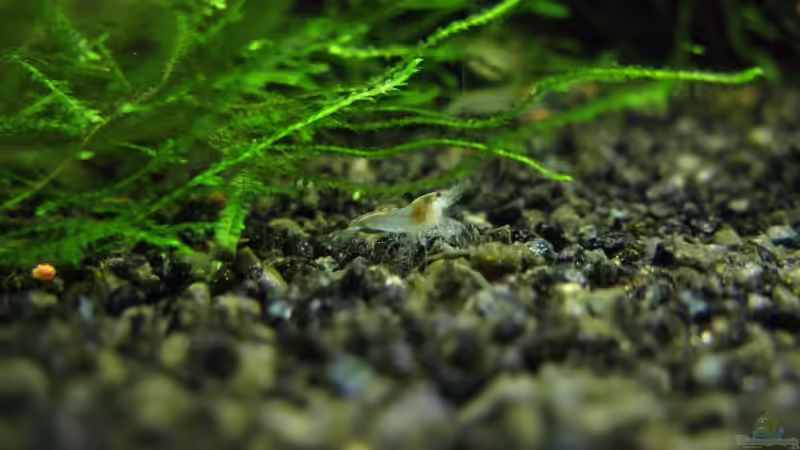 White Pearl NZ von gestresster (Sven) (22)