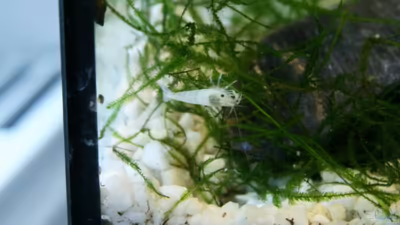 White Pearl und Obsidian von Yusui (5)