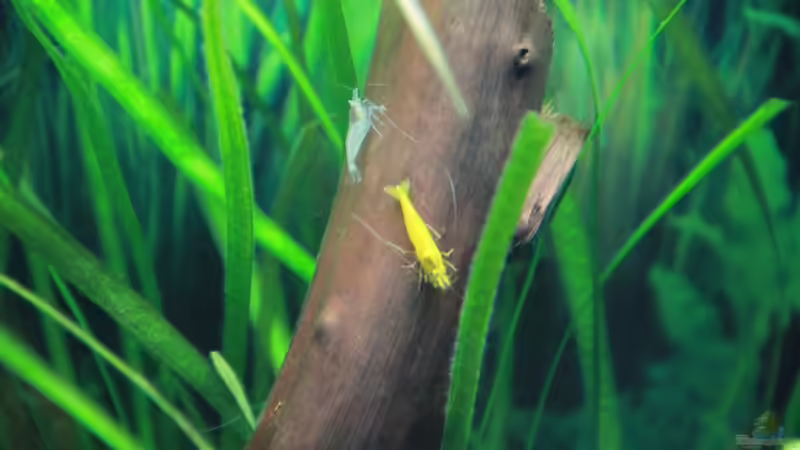 Einrichtungsbeispiele für Aquarien mit White Pearl Garnelen (Neocaridina cf. Zhangjiajiensis var. white)