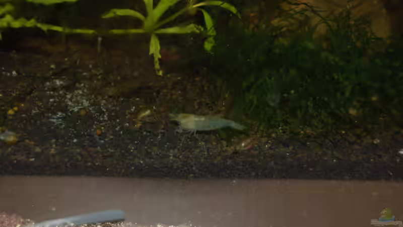 White Pearl von Bernhard Messinger (17)