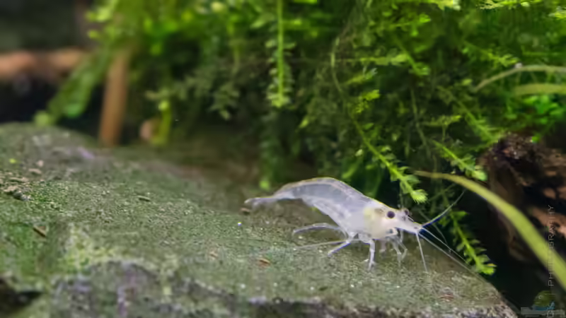 White Pearl von Betta Chris (157)