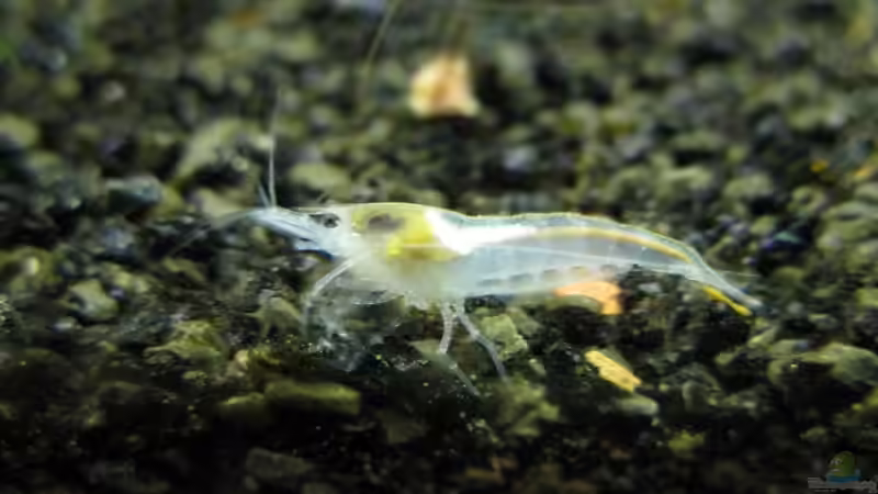 White Pearl von gestresster (Sven) (18)