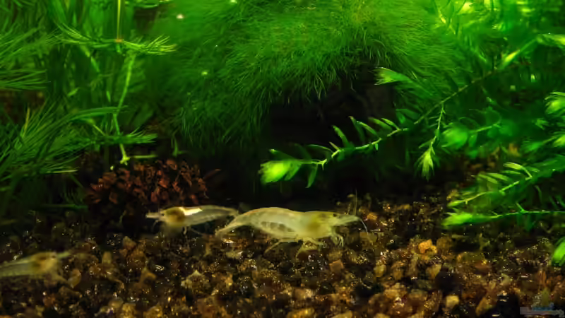 White Pearl von Niko Toumanidis (13)